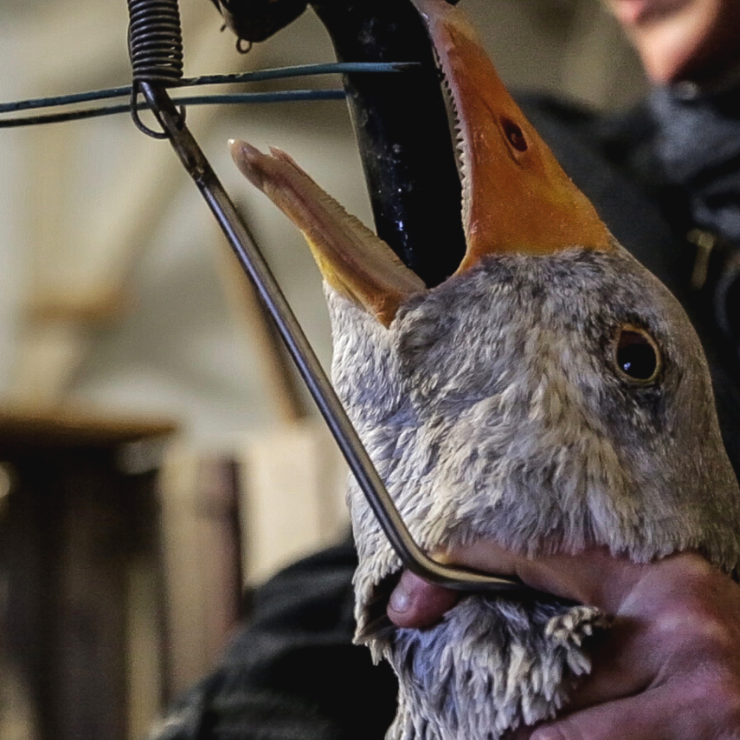 Gås i foie gras produktionen, der bliver tvangsfodret med et rør ned i halsen