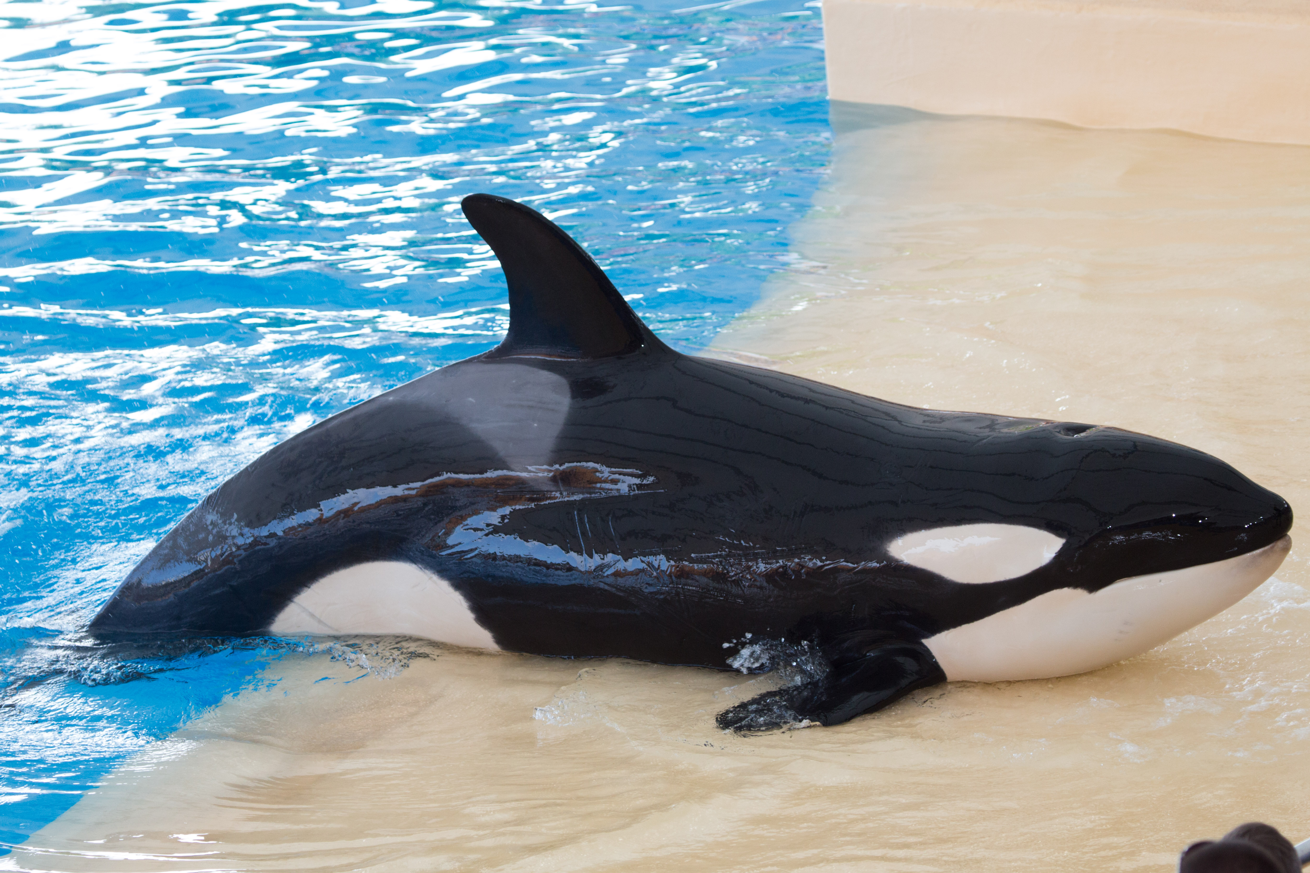 Spækhugger der ligger på kanten af bassinet i Loro Parque