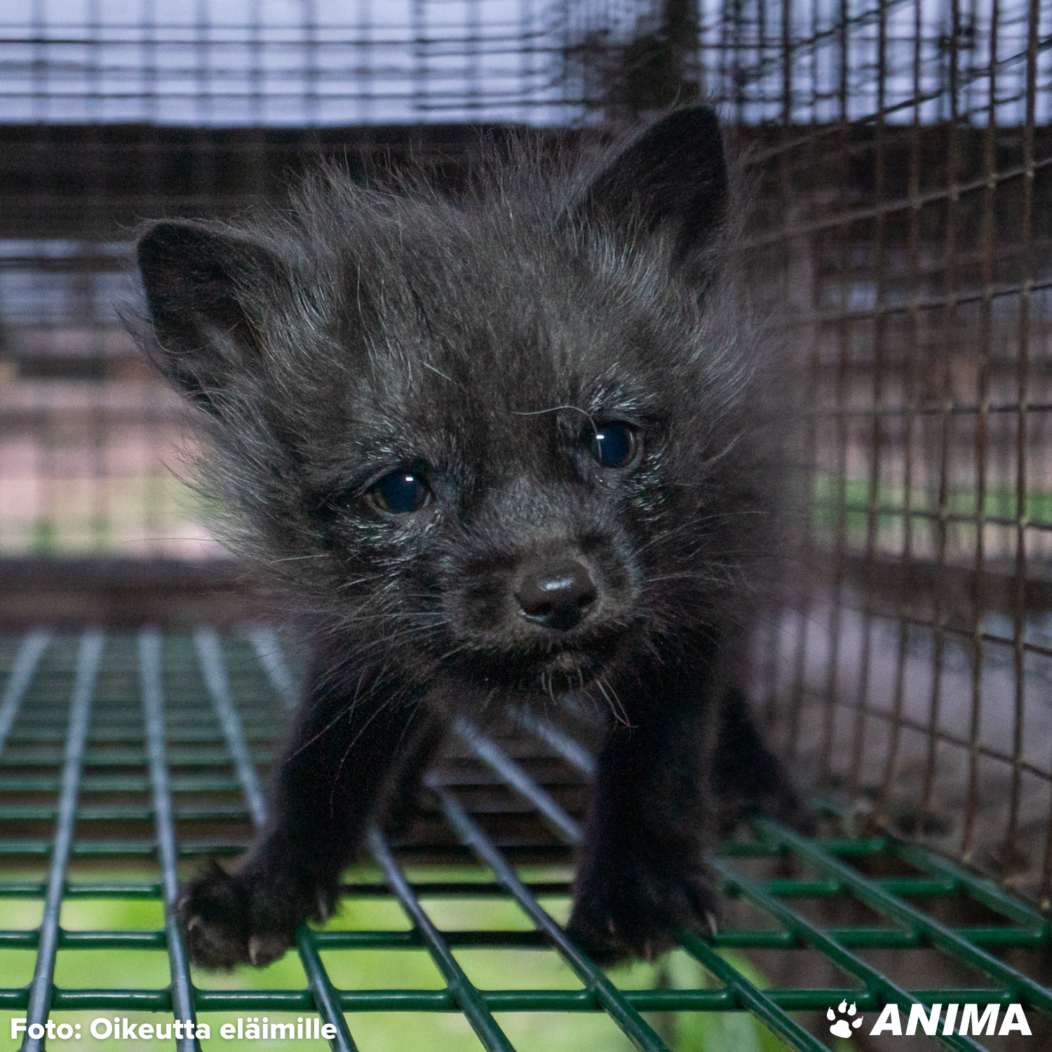 Ræveunge i et bur på en pelsfarm