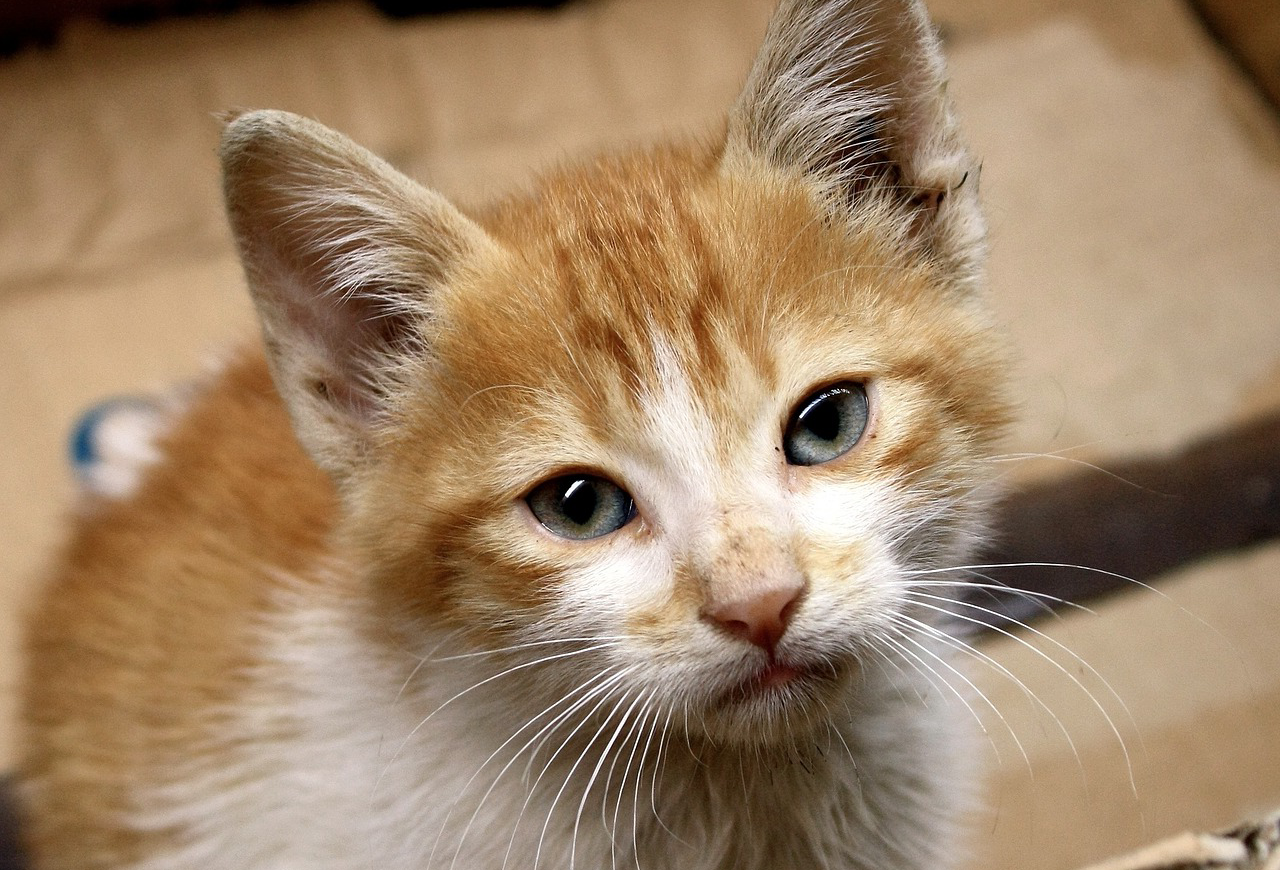 Trist kattekilling efterladt i en kasse