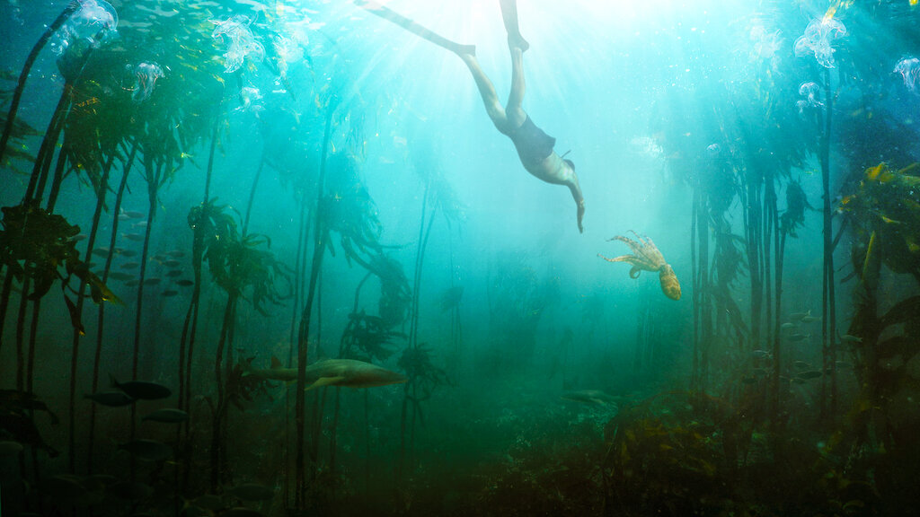 En mand svømmer under vandet efter en blæksprutte. De svømmer i en skov af tang