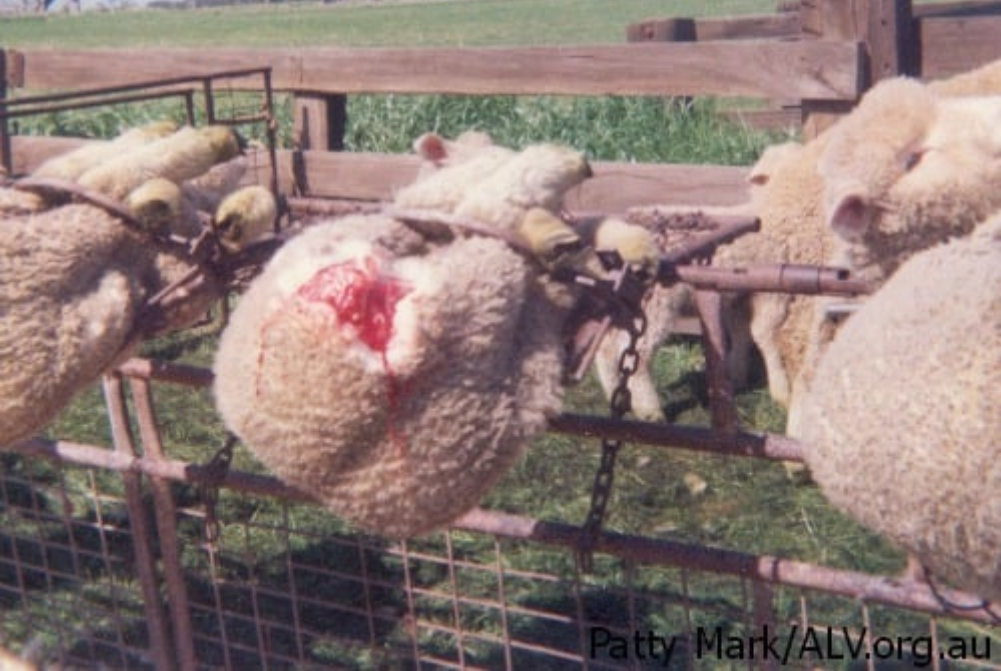 Får der er spændt fast og har været udsat for indgrebet mulesing, hvor store dele af dens bagparti er blevet skåret af