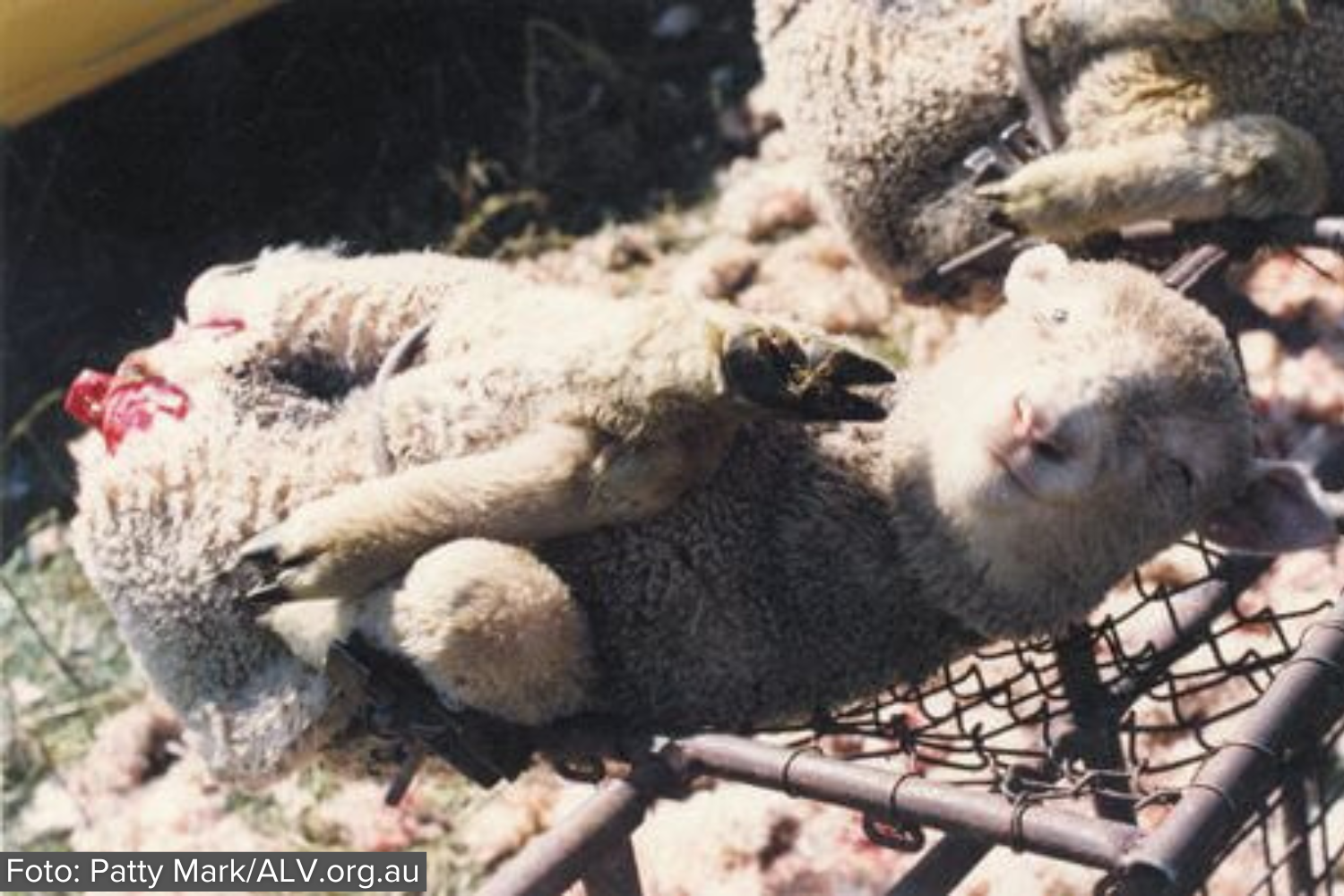 Får der er fastspændt og er blevet udsat for "mulesing", hvor den har fået skåret dele af halepartiet af