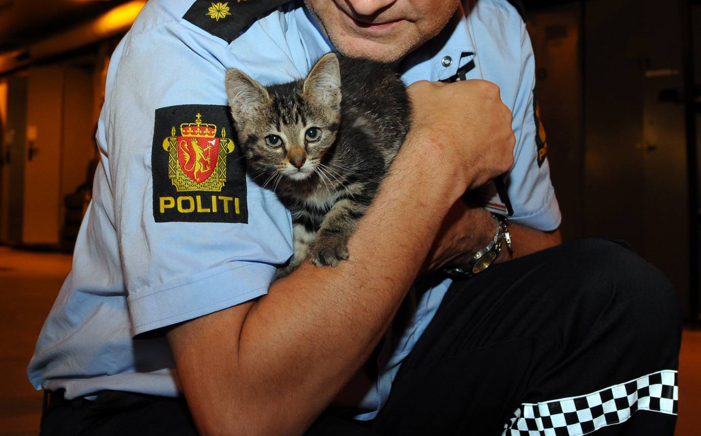 Politimand der holder en kattekilling