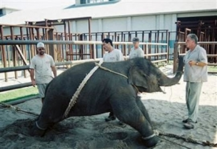 Elefantunge "trænes" til cirkus ved at blive nedbrudt psykisk