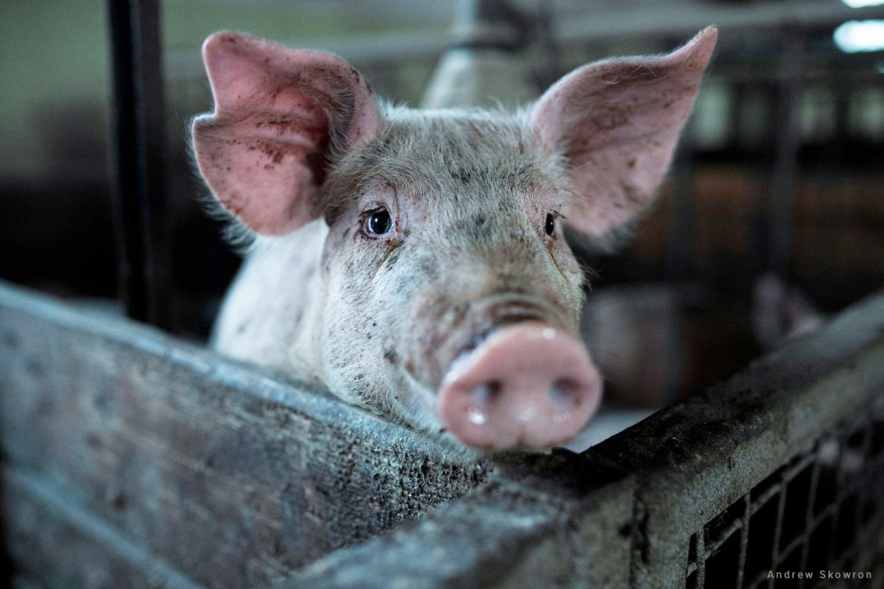 Gris i produktion kigger over indhegning