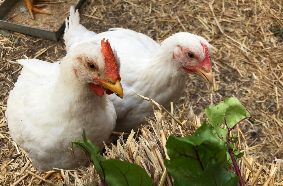 To kyllinger spiser mælkebøtter