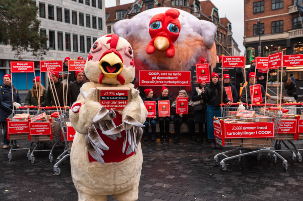 Demonstration med kæmpe oppustelig kylling mod Coops brug af turbokyllinger
