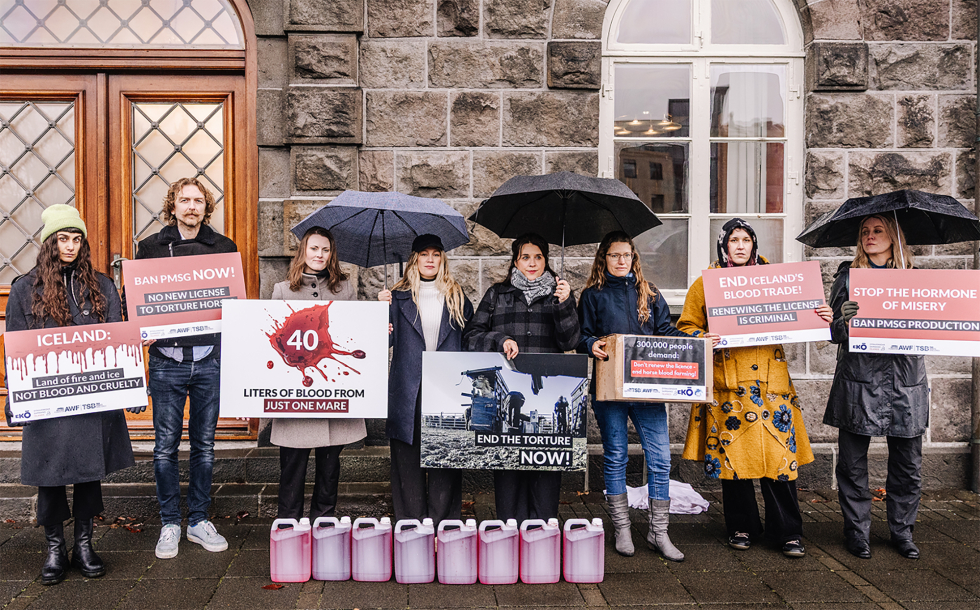 Aflevering af underskrifter mod blodfarmene på Island
