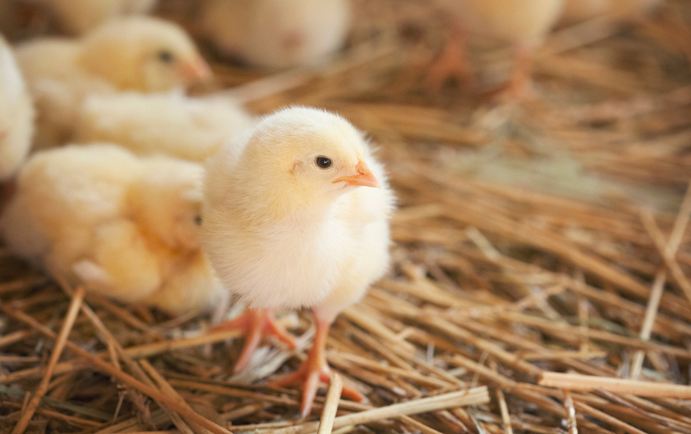 Lille gul kylling på halm