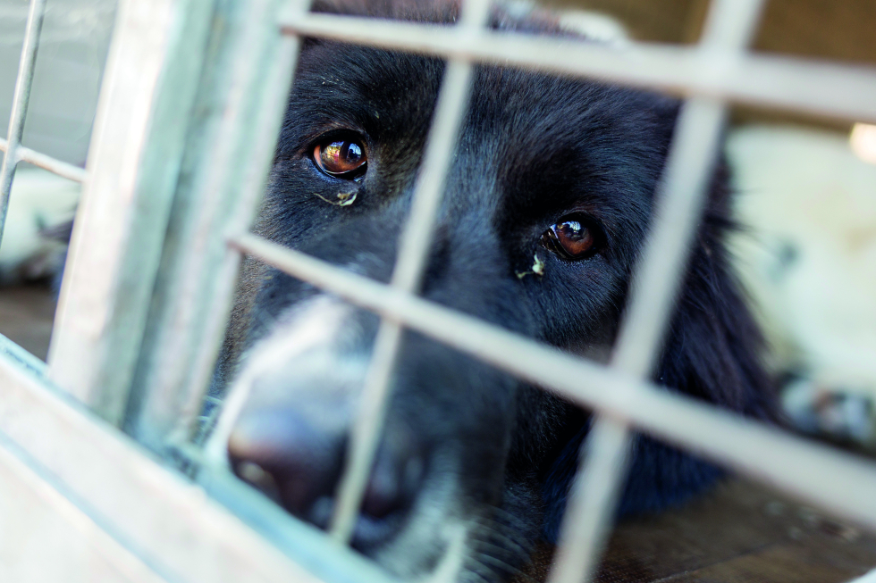 Trist hund kigger bag tremmer