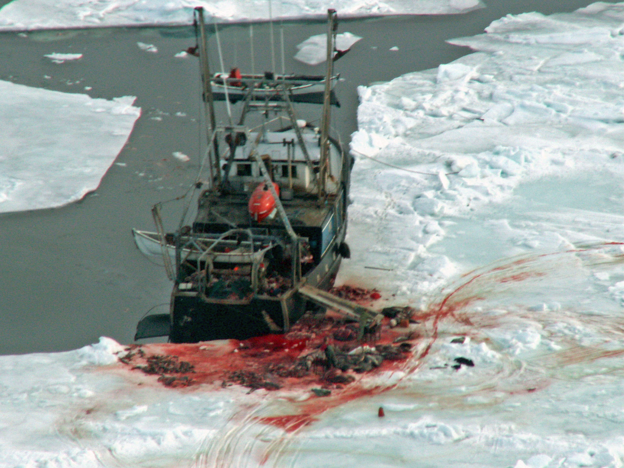 stor gruppe sæler ligger slagtet på isen, som er totalt indsmurt i blod. Et fangsskib er forankret ved siden af de dræbte sæler