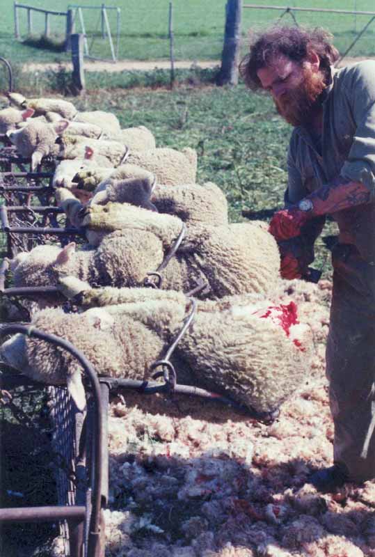 får udsættes for mulesing