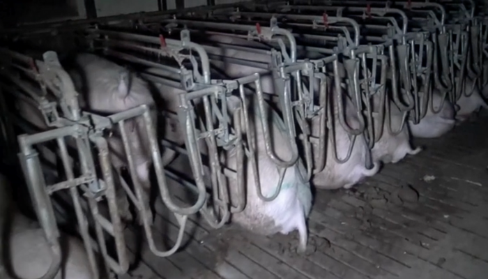 En række af fikserede søer