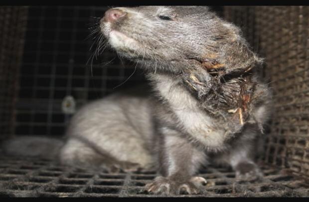 Grå mink med åbent sår på dansk minkfarm