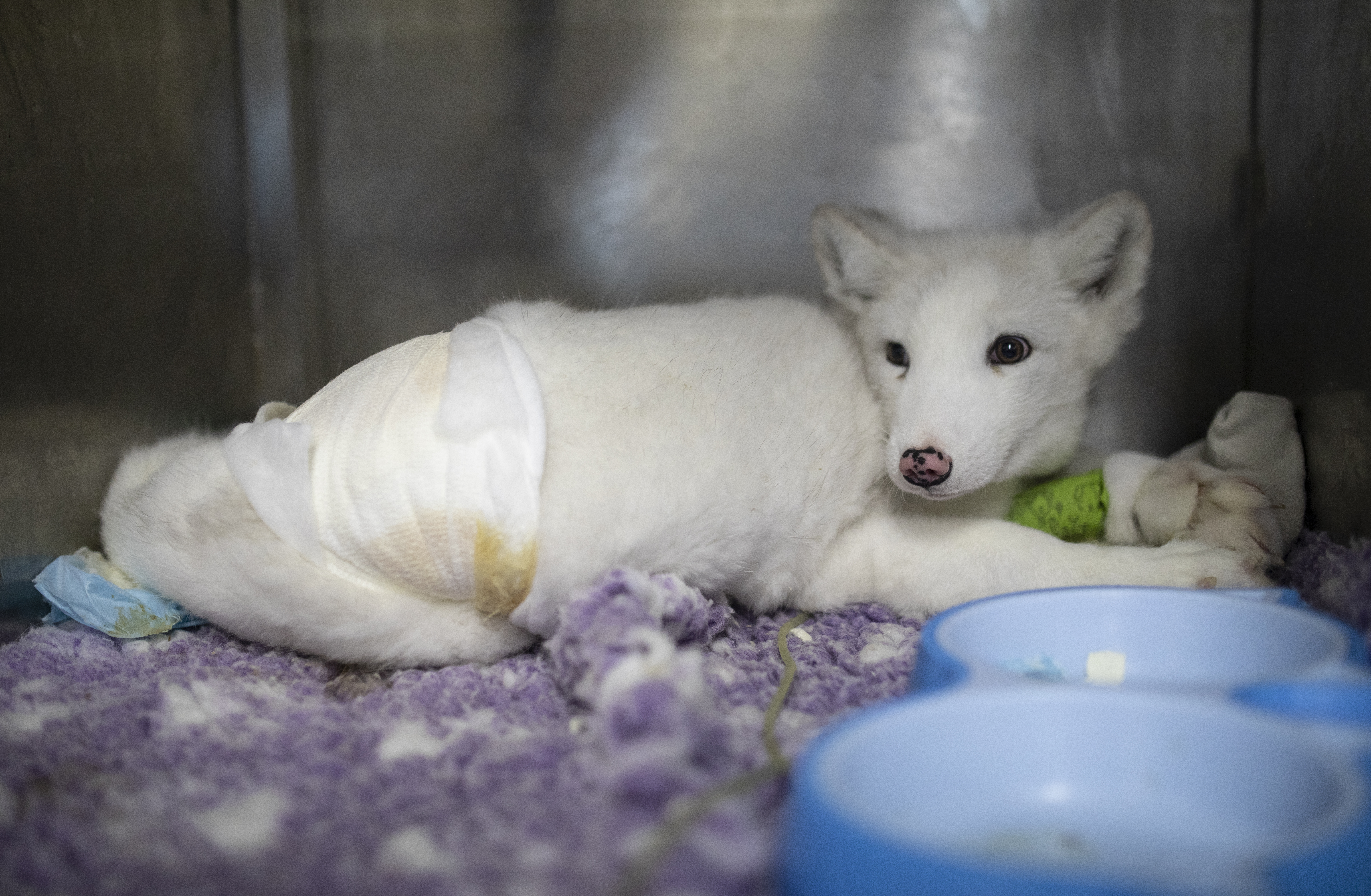 Ræven Maciek er blevet reddet fra en polsk pelsfarm 