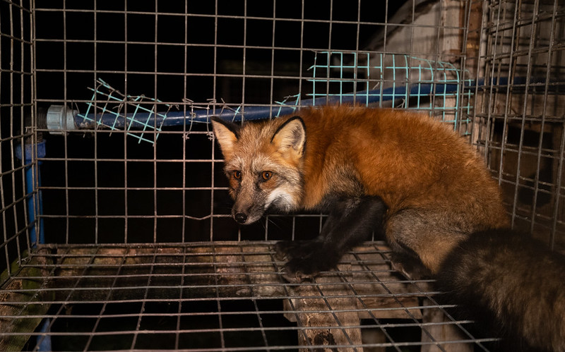Rød ræv i et bur på en pelsfarm 