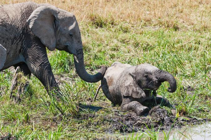 Det er på tide at at elefanter er væsener – ligesom os | Anima.dk