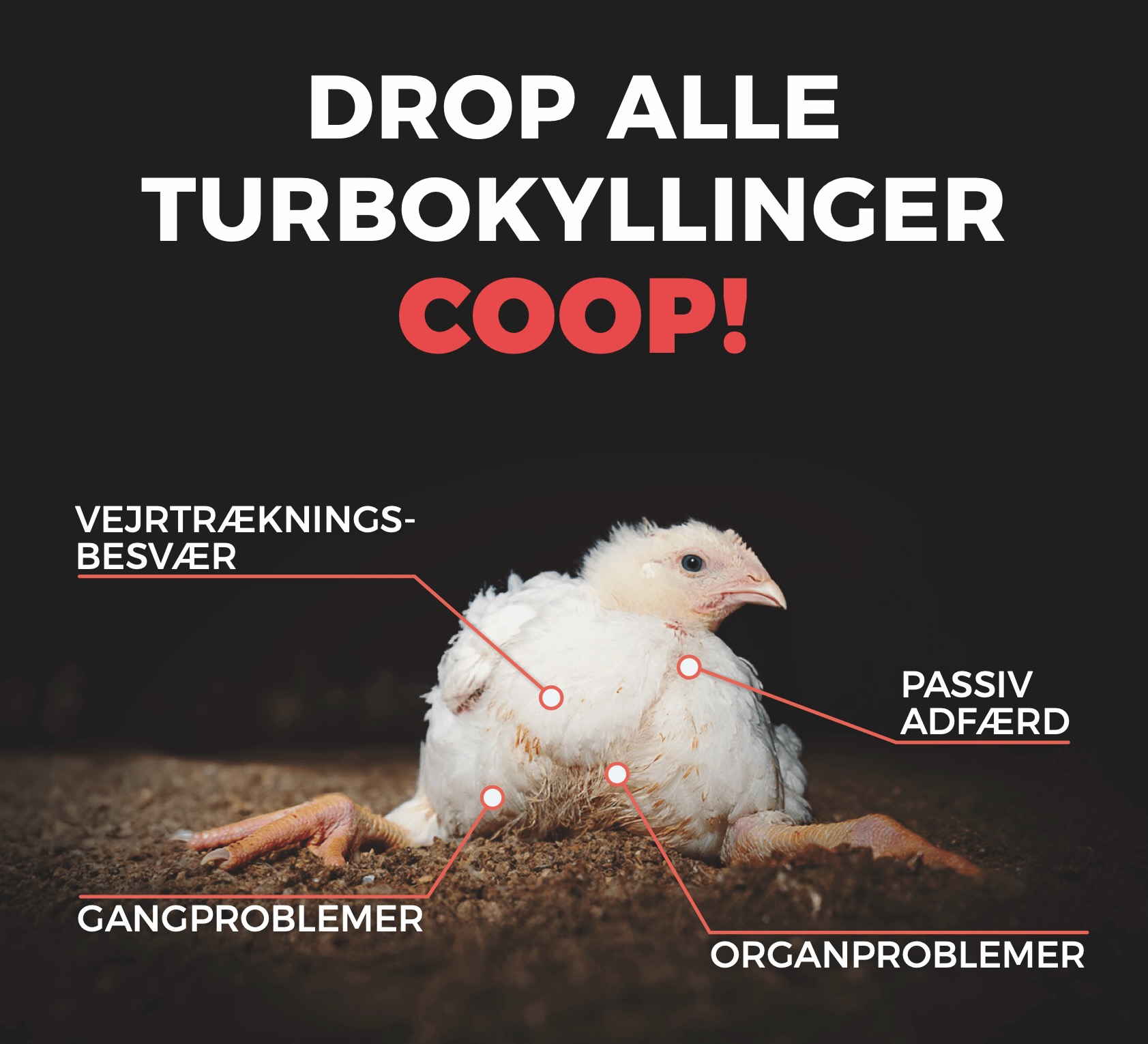 Turboykyllinger lider af en lang række velfærdsproblemer