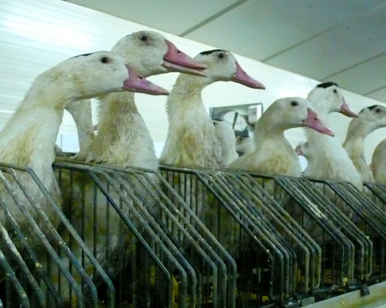 Ænder i foei gras produktionen, der sidder i små bure