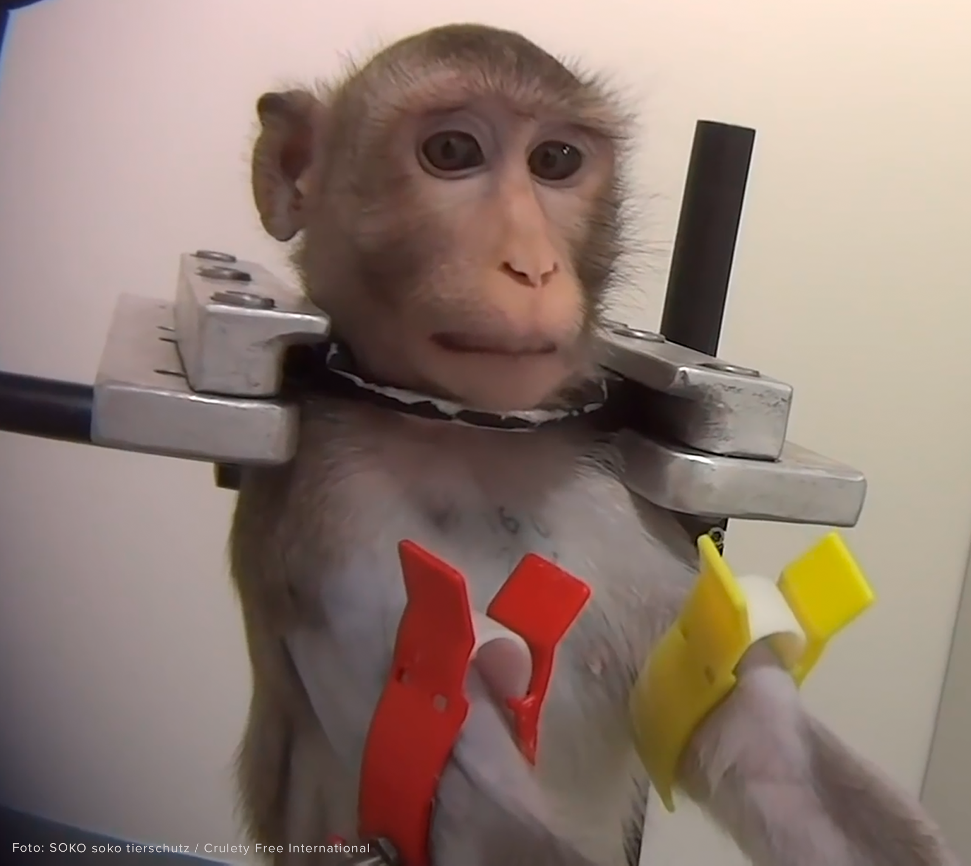 Forsøgsabe spændt fast i laboratorie