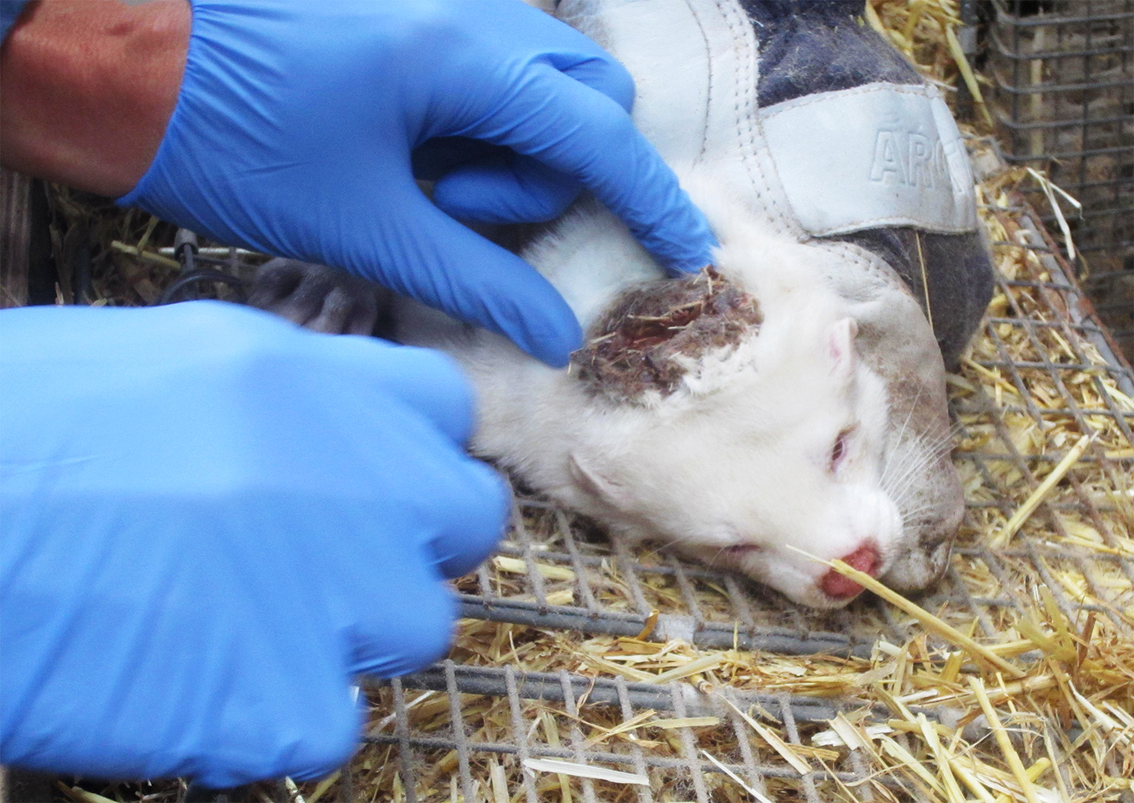 dyrlæge med gummihandsker undersøger en mink der har et meget stort åbent sår i hovedet