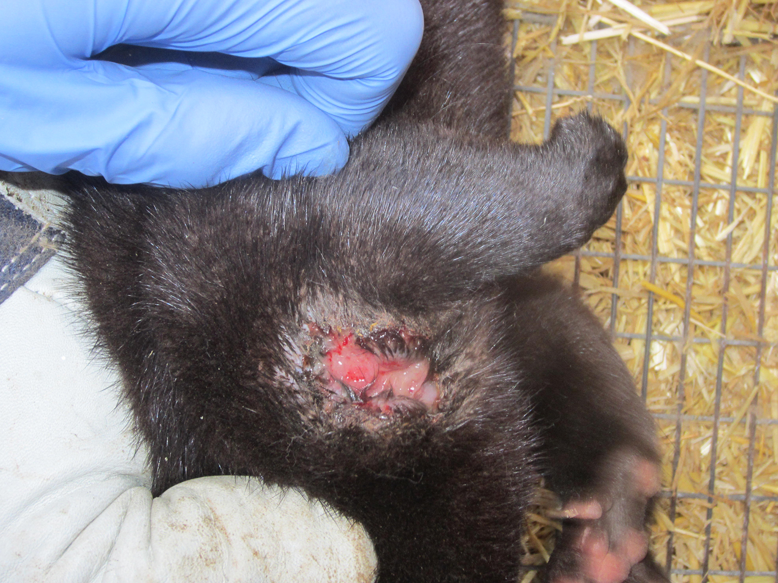 dyrlæge tilser mink med stort åbent sår