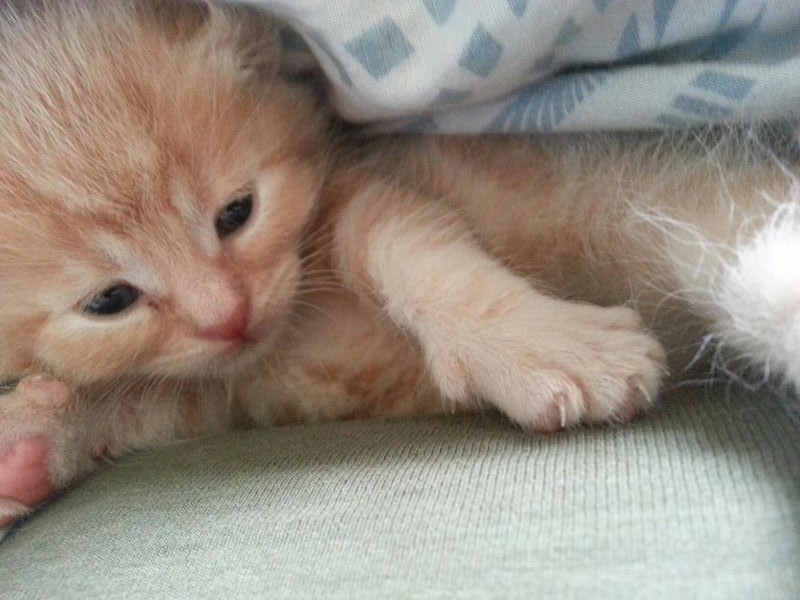 kattekilling