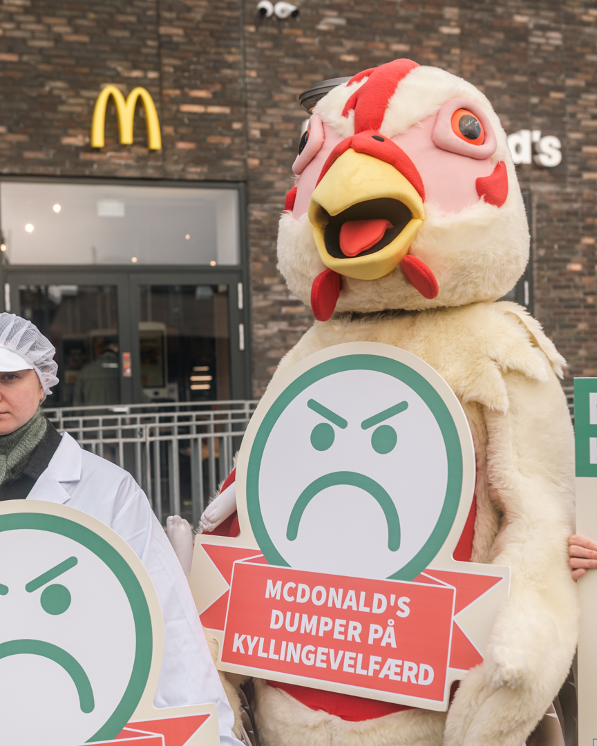 Vores kylling havde et tydeligt budskab til McDonald's: De dumper på kyllingevelfærd.