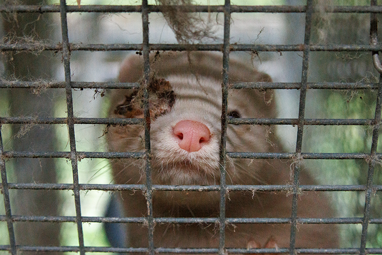 Mink med sår på dansk minkfarm