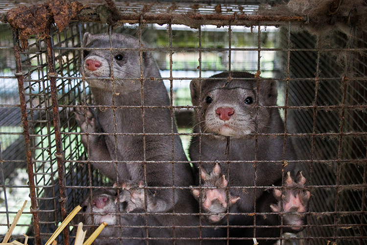 Mink i bure på dansk minkfarm