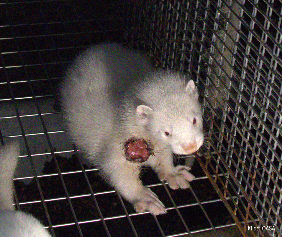 Mink med stort sår på halsen