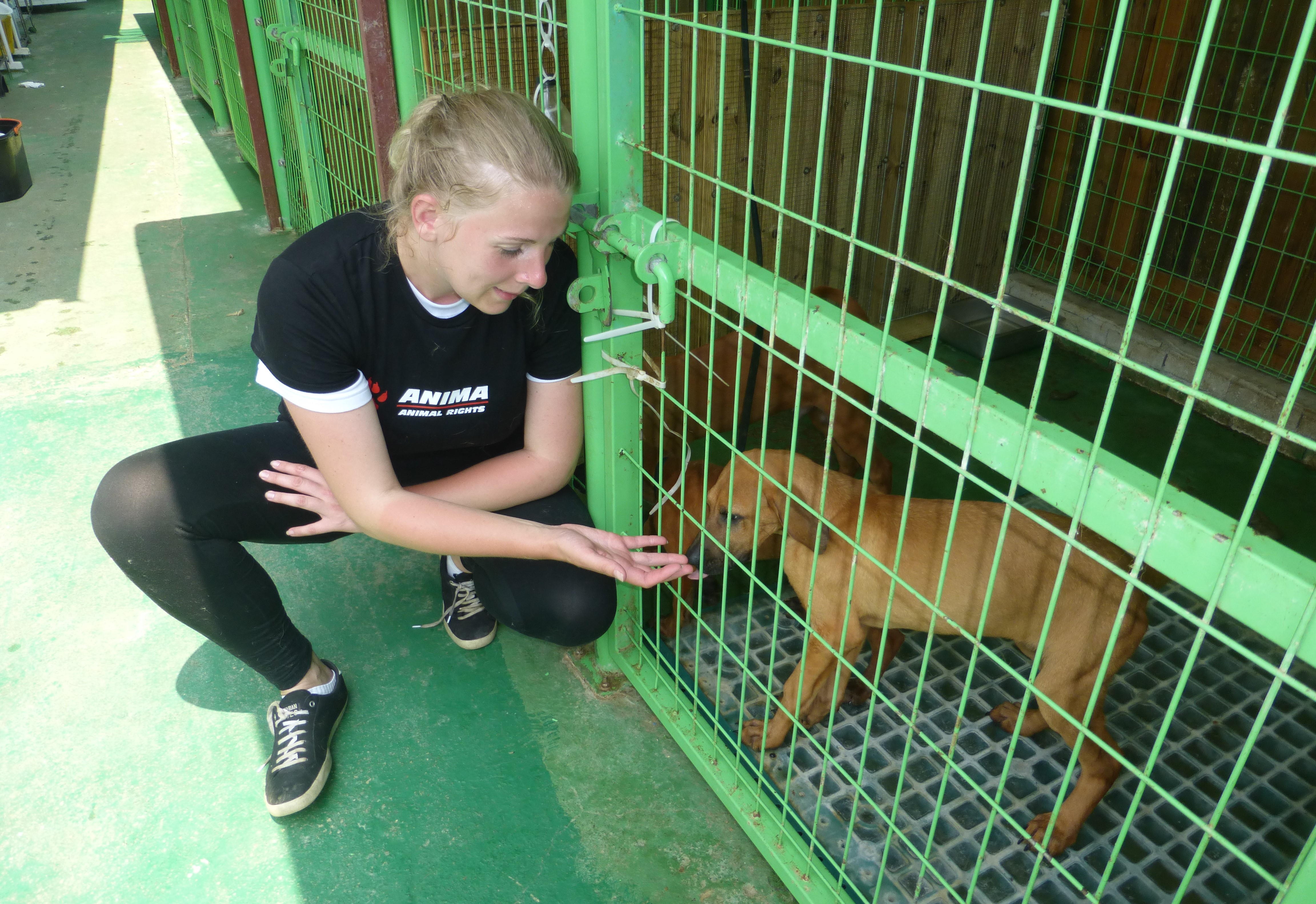 Anima besøger reddet hund fra hundekødsindustrien