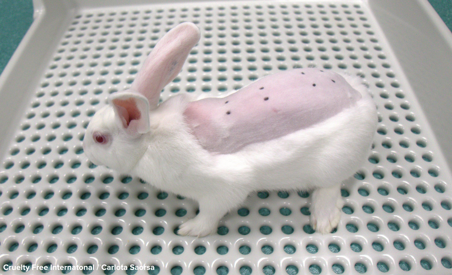 Forsøgskanin i laboratorie 