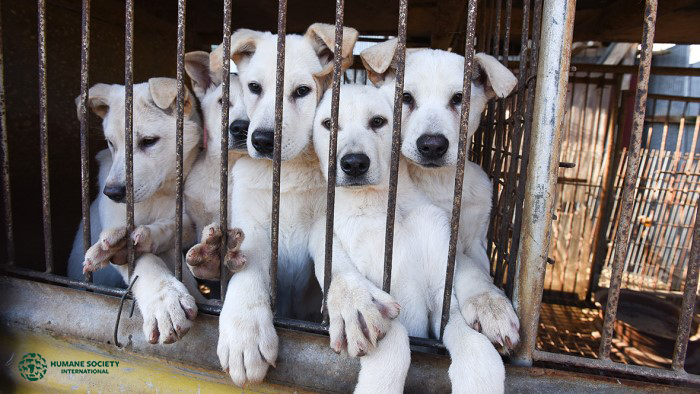 Hunde til hundekød i Sydkorea