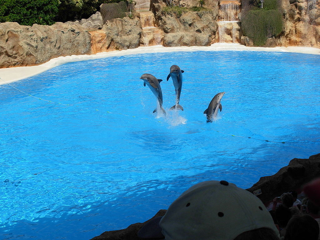 Delfiner i et stimulifattigt bassin i Loro Parque