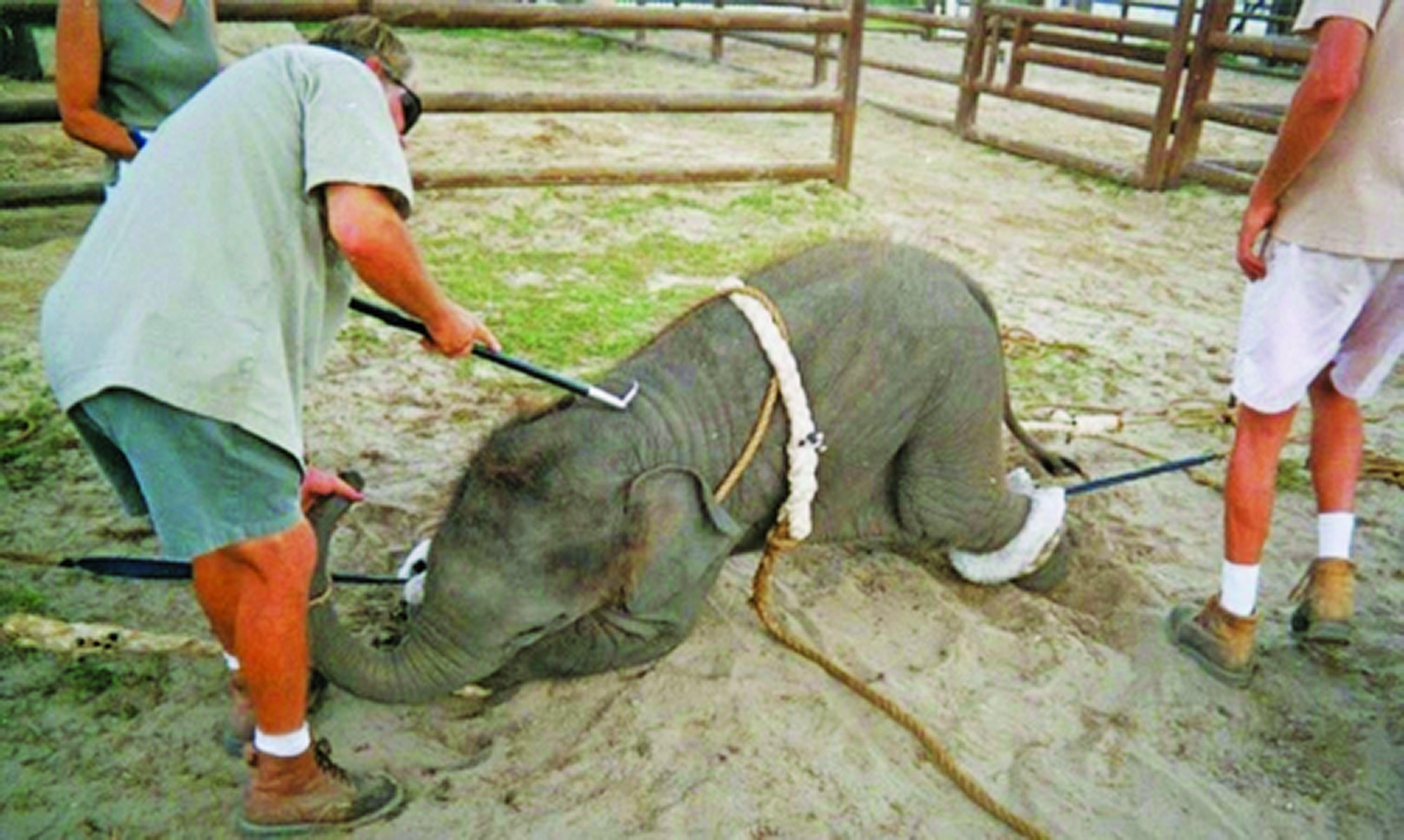 Elefantunge der bliver mishandlet under træning til cirkus