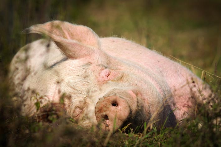 gris sover på mark