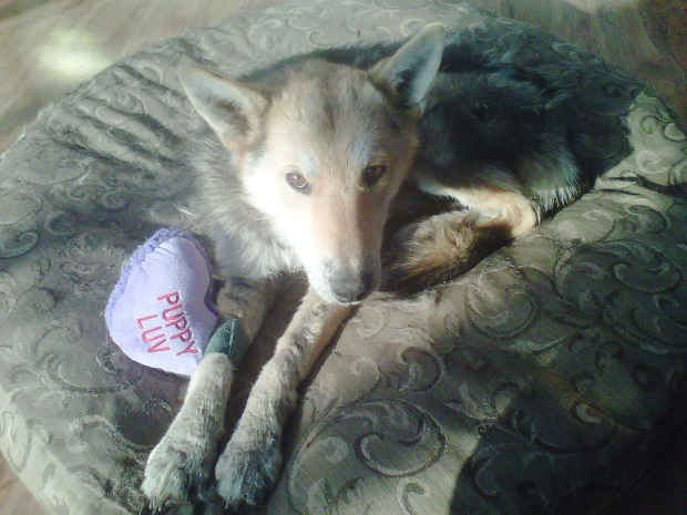 hund med skadet ben ligger på sin kurv og kommer til kræfter