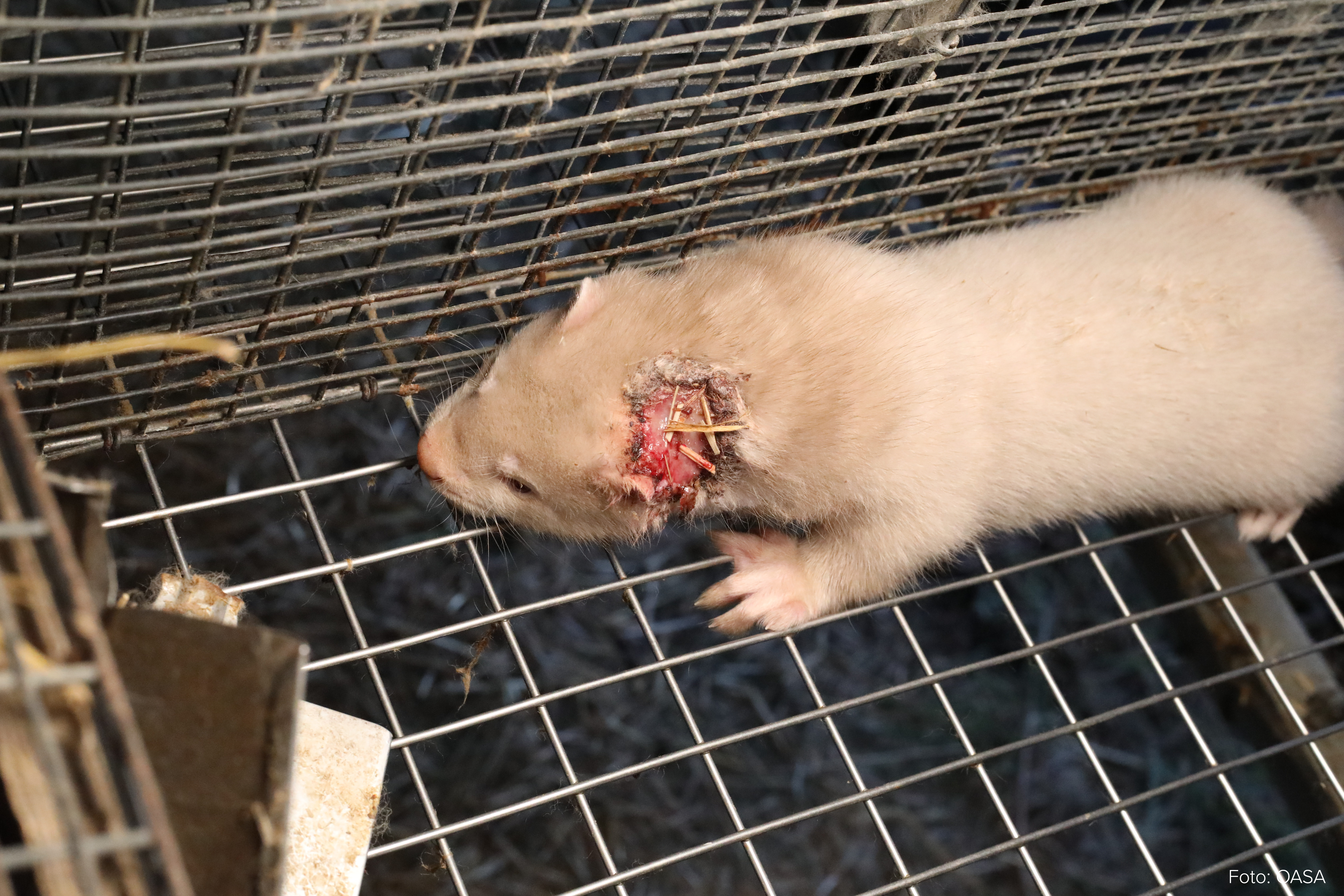 mink med sår