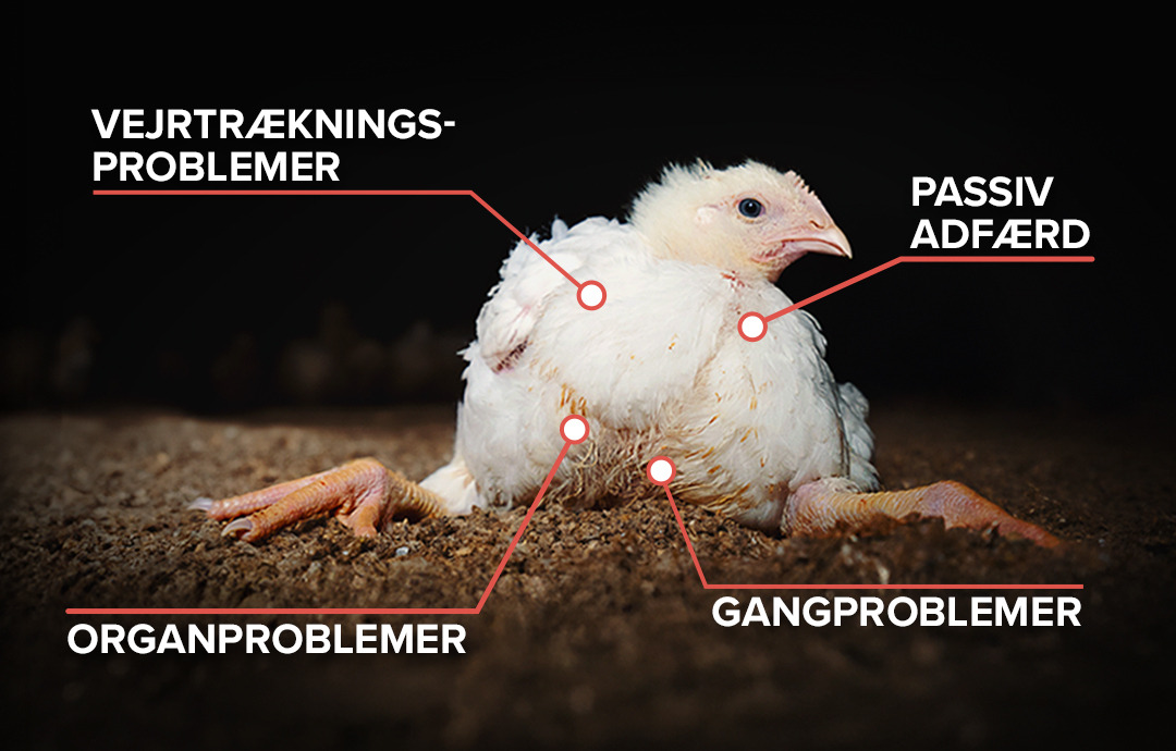 En turbokylling har mange helbredsproblemer