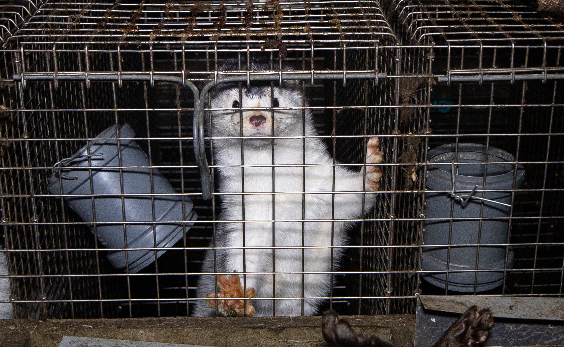 Mink i bur på pelsfarm i Polen