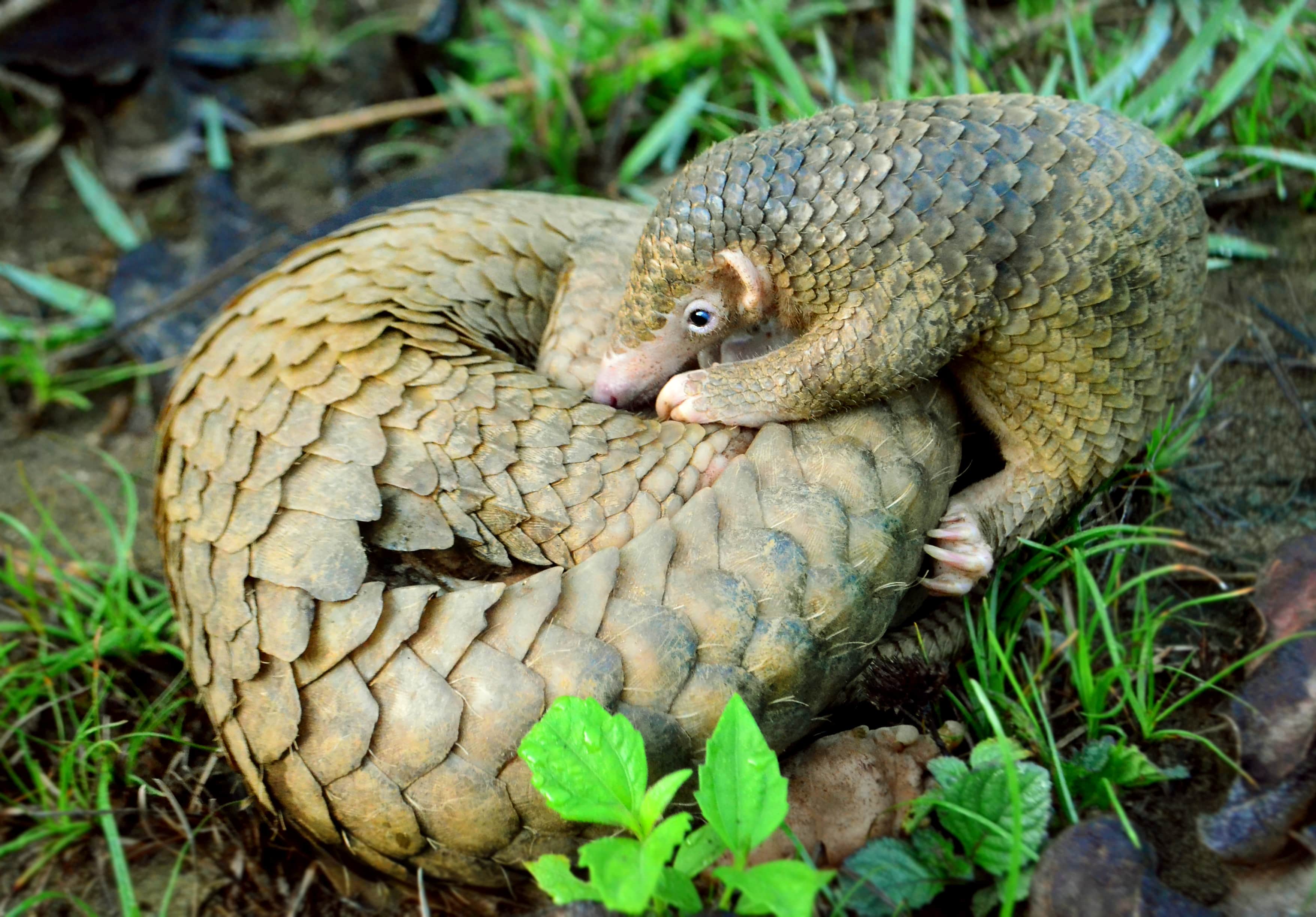 Pangolin