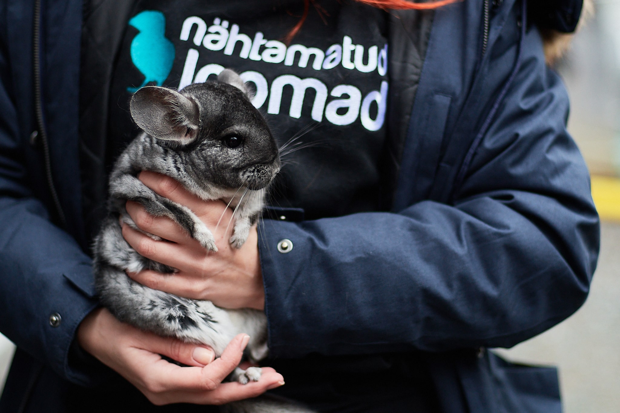 Chinchilla reddes fra pelsfarm