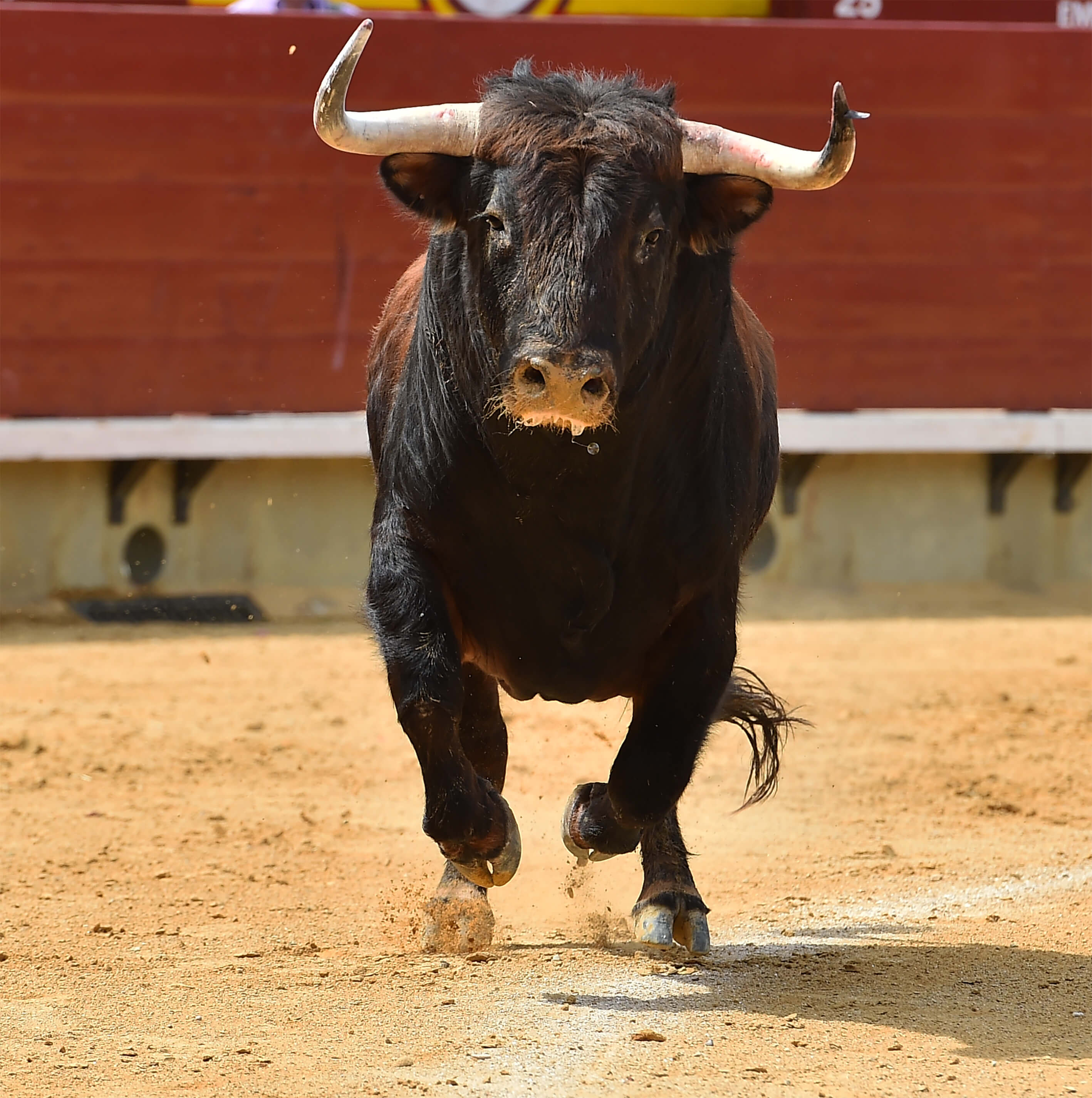 sort tyr løber gennem areanaen