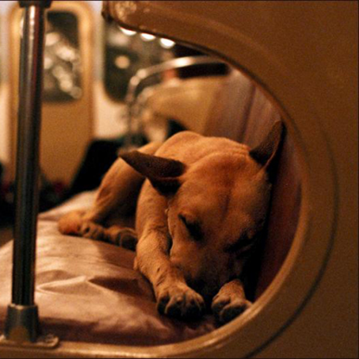Metrohunde i |