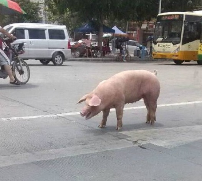 Едет на свинье. Свинья на колесиках. Свинья в машине.