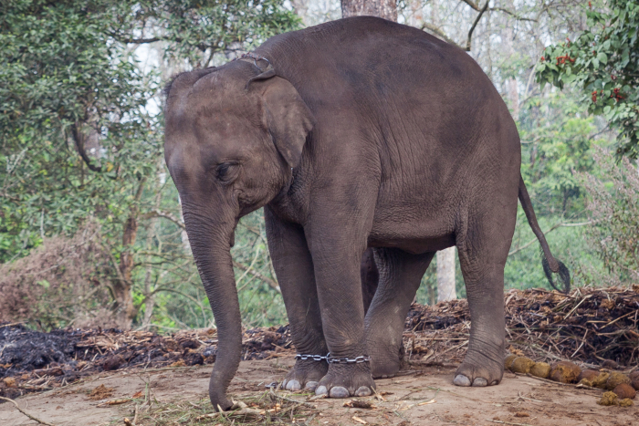 Elefant i lænke