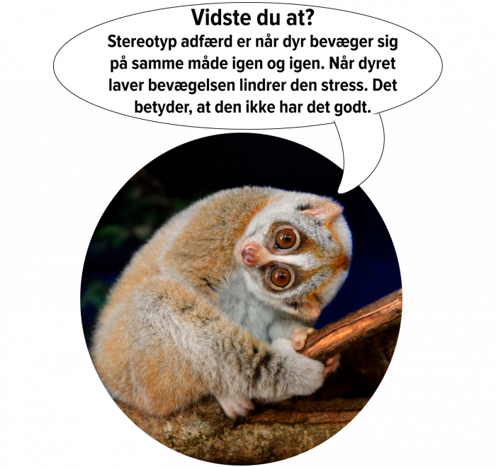 Slow loris med taleboble