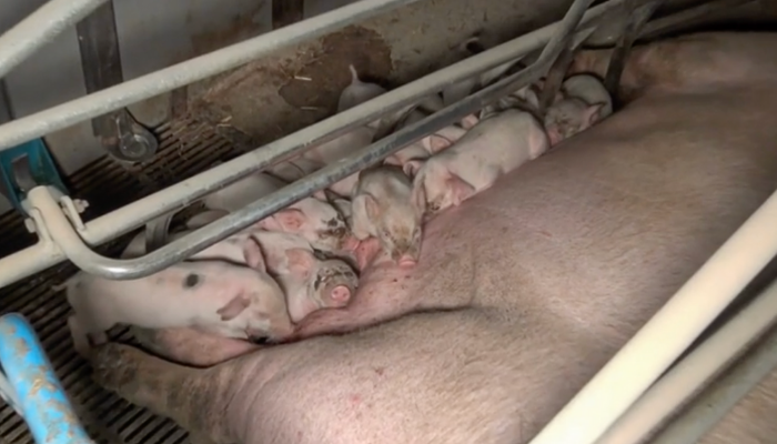 Fikseret so ligger med sine pattegrise